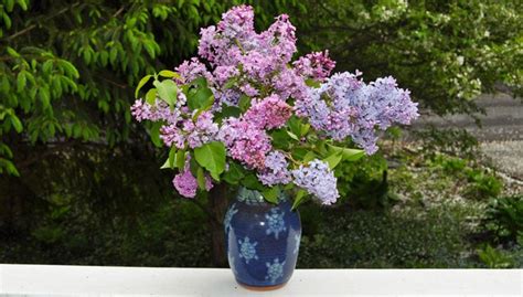 Planting Lilacs Lilac Bushes Gardeners Supply