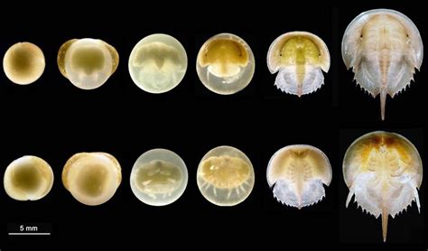 An Image Of Different Types Of Jellyfish