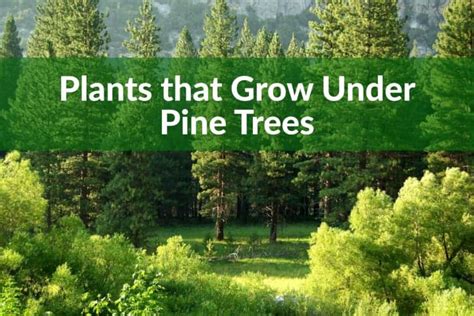 What Perennials Grow Under Pine Trees Top Plants