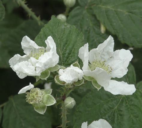 Photo Blackberry Unknown Rubus Spec Observation Org