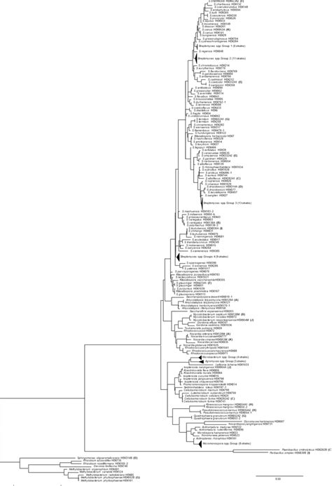 Phylogenetic tree of isolated bacteria. Parenthesized numbers indicate ...