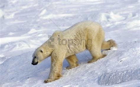 Free download | HD PNG bear large polar bear snow walk wallpaper ...