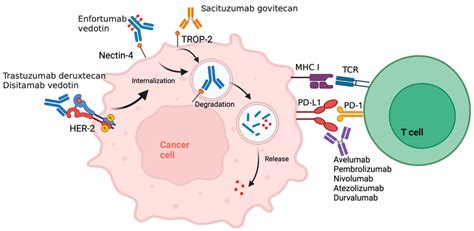 Mechanism of action of antibody drug conjugates (ADCs). The ADC ...