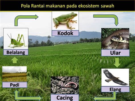 ekosistem-sawah-6b: PPT PENELITIAN EKOSISTEM SAWAH KELAS 6B