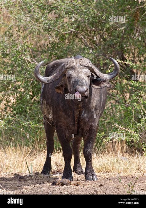 Single African Cape Buffalo Meru National Park Kenya Stock Photo Alamy