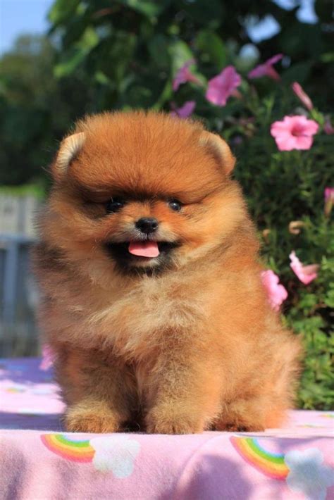 Pomeranian TOY Cu Pedigree Sibiu OLX Ro