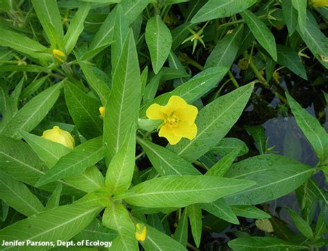 Washington State Noxious Weed Control Board