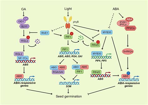 Frontiers Integration Of Aba Ga And Light Signaling In Seed