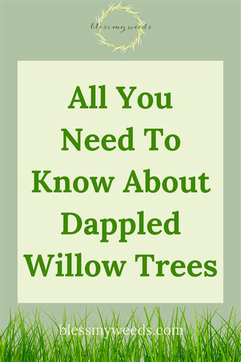 Dappled Willow Tree – A Care Guide on How to Grow a Dappled Willow Tree ...