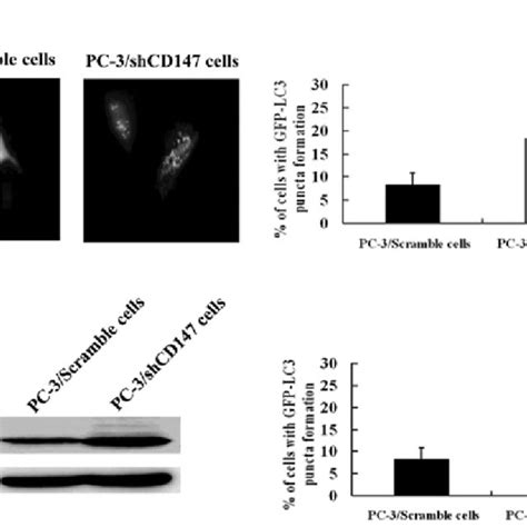 CD147 Mediated Inhibition Of Starvation Induced Autophagy In PC 3