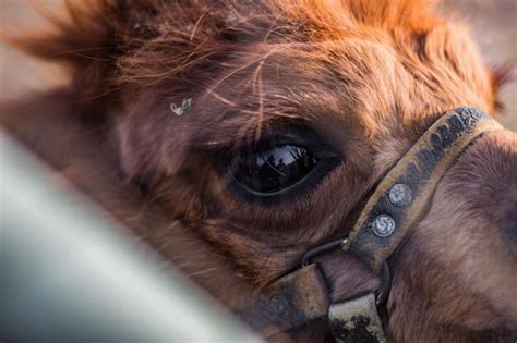 Premium Photo | Llama eye close-up