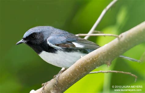 Black-throated Blue Warbler - Laura Meyers Photography