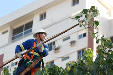 Cosern intensifica trabalho de poda de árvores para reforçar segurança