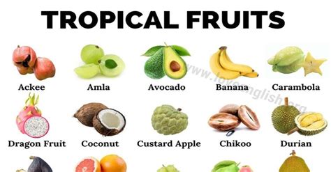 Tropical Fruits Top 35 Delicious Tropical Fruits You Should Try