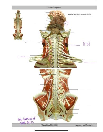 Spine And Spinal Nerves Anatomy Flashcards Quizlet