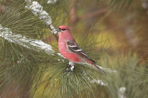 Male pine grosbeak - Stock Image - C043/8514 - Science Photo Library