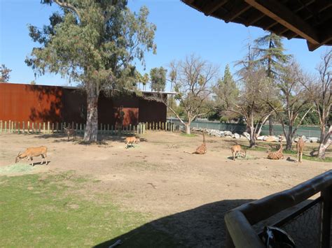 African Savanna Zoochat