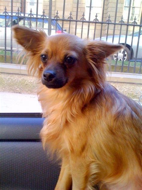 Fawn Deer Head Long Haired Chihuahua - Pets Lovers