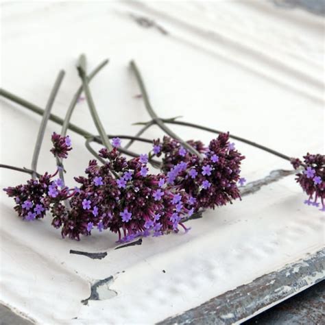 Verbena Seeds - Etsy