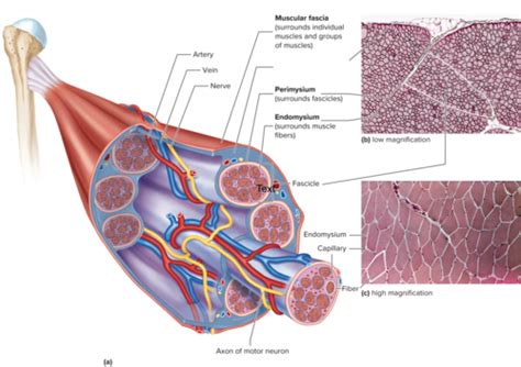 Anatomy Chapter 9 Flashcards Quizlet