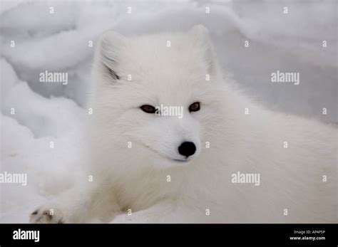 Arctic Fox in Winter Stock Photo - Alamy