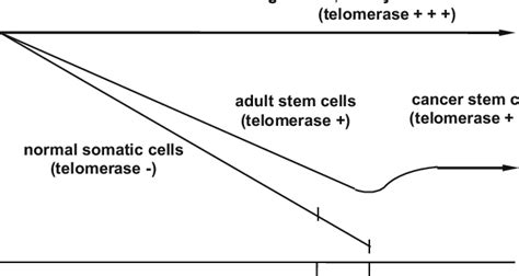 Telomere Length Dynamics As Described In Fig 1 For The Development Of