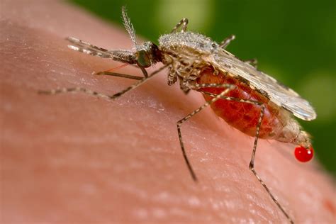 Under The Microscope The Mosquitos Bite Animal Behaviour Earth