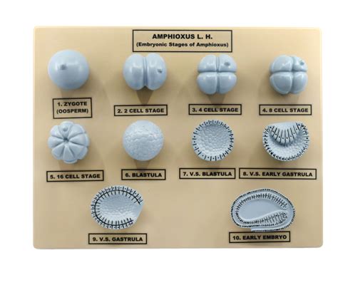 Amphioxus Embryonic Stages Model 3d Klm Bio Scientific