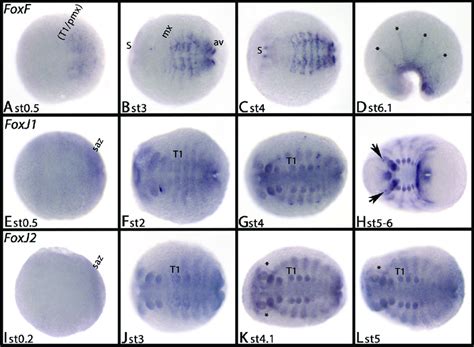 Expression Of Glomeris FoxF A D FoxJ1 E H And FoxJ2 I L In All