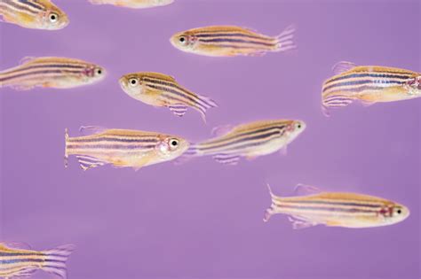 Knowing Zebrafish Knowing You Understanding Zebrafish Genomes