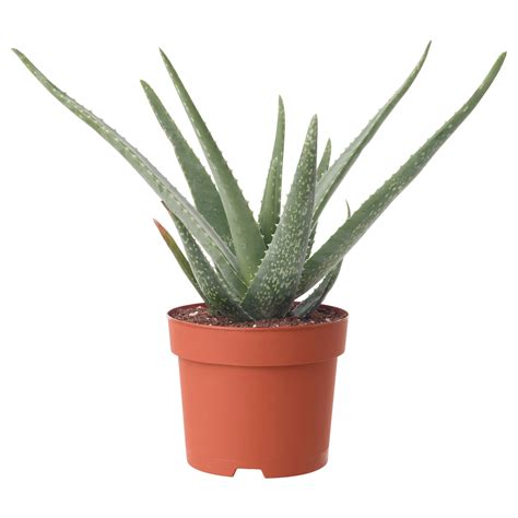 Aloe Vera Potted Plant Aloe 0548608 Pe657287 S5