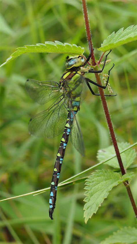 Aeshna Viridis Mm Macro The Netherlands Visual Stripes Flickr