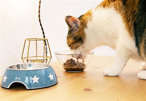 Feeding Your Cat Properly Four Paws International Animal Welfare