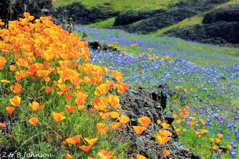 ECI Staff Picks for the Best Wildflowers Destinations in Northern ...