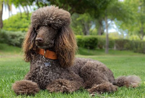 Poodle | Dog Breed Info And Characteristics