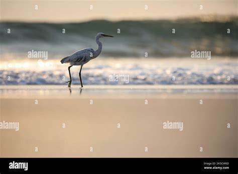 Blanco garceta pájaro stand en la playa pájaro en la naturaleza