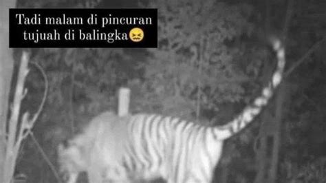 Berita Populer Sumbar Harimau Terekam Kamera Trap Di Pincuran Tujuah