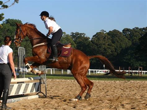 10 Best Places to Go Horse Riding in Sydney | Man of Many