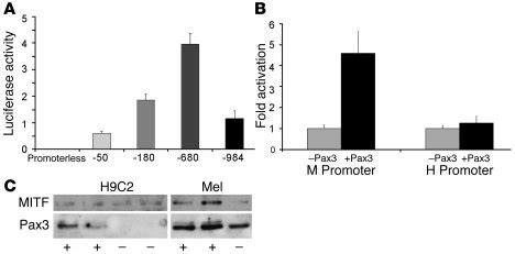 Jci Transcription Factor Mitf Regulates Cardiac Growth And Hypertrophy