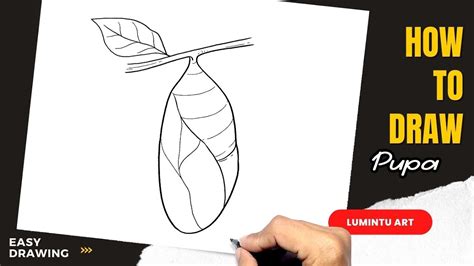 How To Draw Pupa Easy Pupa Drawing YouTube