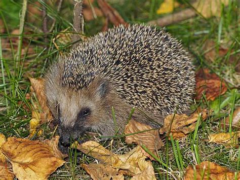 European hedgehog - Wikiwand