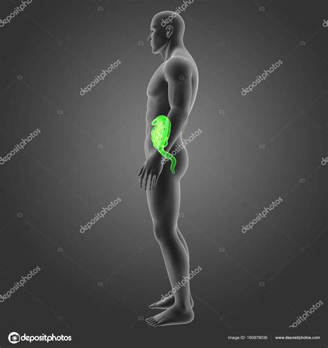 Intestine With Body Lateral View Stock Photo By Sciencepics