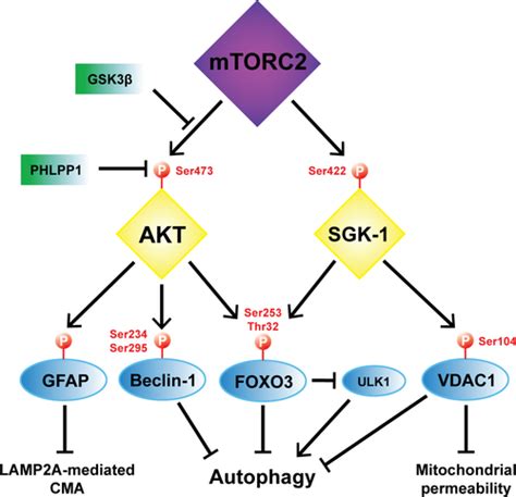 mTORC2 The other mTOR in autophagy regulation BallesterosÁlvarez