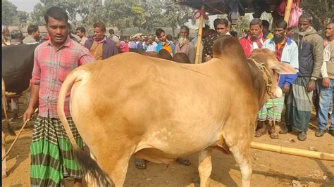 মঙ্গলবার ২০ ডিসেম্বর বড় গরু কেনার সঙ্গেই কত টাকা লাভ দেওয়ার পরও বিক্রি করলেন না কেন