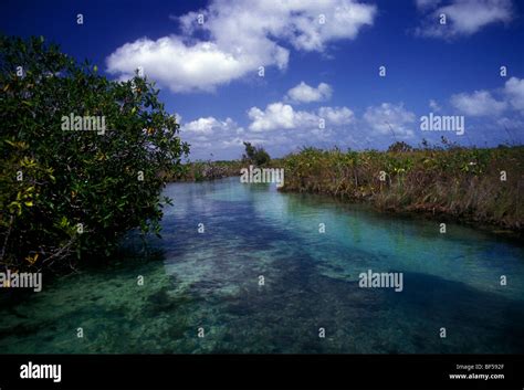 Manglar manglares humedales manglares stand humedales hábitat