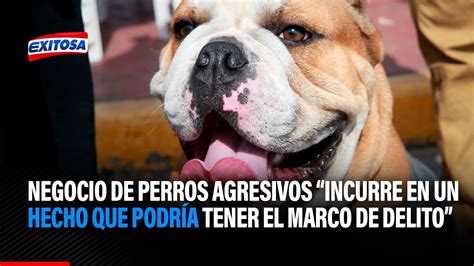 Guerrero Negocio de perros agresivos incurre en un hecho que podría