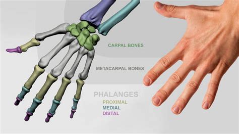 Hand anatomy for artists | Anatomy For Sculptors