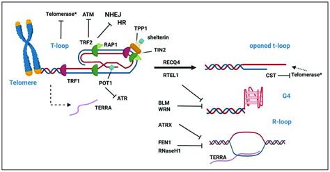 Telomere Maintenance In Mammals Graphical Representation Of The