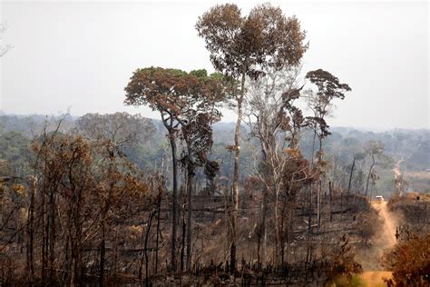 Incendios En El Amazonas Las Imágenes Más Impactantes De La