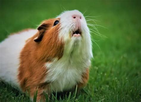 Why Are My Guinea Pigs Squeaking [11 Hints]